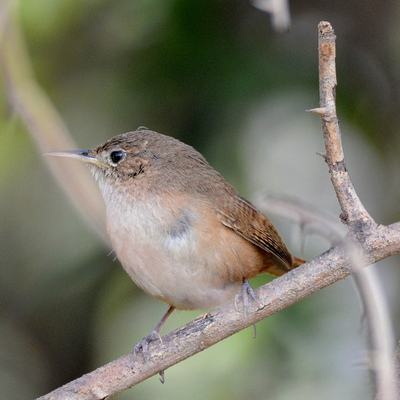House Wren